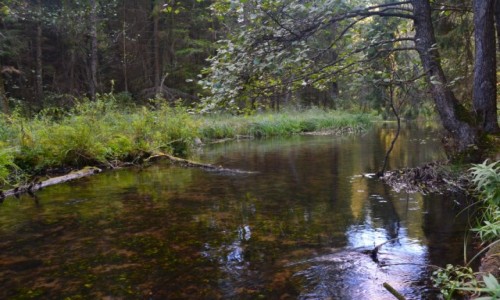 Zdjęcie POLSKA / Wigierski Park Narodowy / O.O.Ś. Kamionka / Rzeka Kamionka