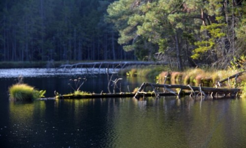 Zdjęcie POLSKA / Wigierski Park Narodowy / O.O.Ś. Suchar Dembowskich / Umarłe drzewa