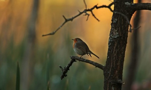 Zdjecie POLSKA / mazowieckie / Kampinos / Bandyta Robin... (rudzik)
