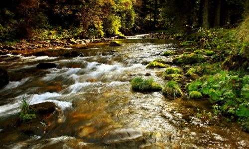 Zdjcie POLSKA / Zakopane / Kocielisko / Kocieliski Potok