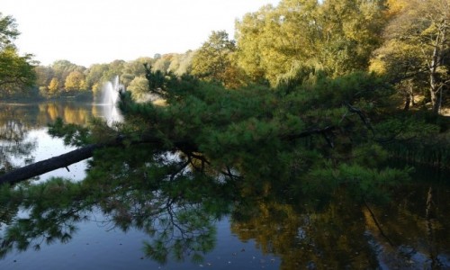 Zdjcie POLSKA / zachodnio-pomorskie / Szczecin / Krzywa sosna
