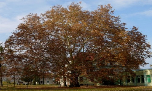 Zdjecie POLSKA / opolskie / Skorogoszcz / Pomnik przyrody, platan