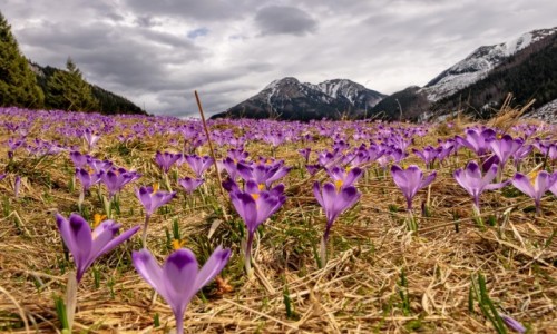 Zdjecie POLSKA / Tatry / Dolina Chochoowska / Krokusy