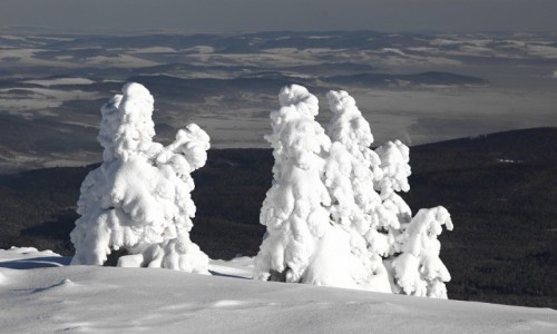 Zdjecie POLSKA / Karkonosze / Szrenica / Wdrujce chochoy