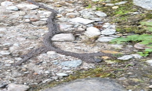 Zdjecie POLSKA / Tatry / Morskie Oko / Ple