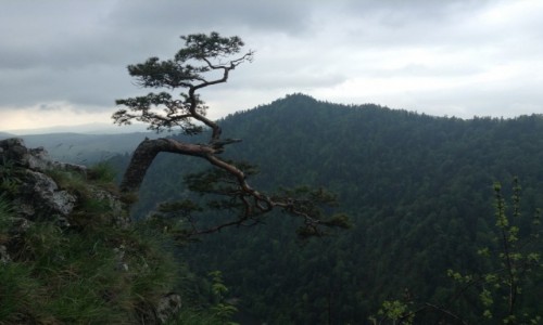 Zdjcie POLSKA / Maopolska / Pieniny - Sokolica. / Z innej perspektywy - drzewko.