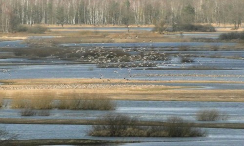 Zdjecie POLSKA / Podlasie / Gra Strkowa. / Podlaskie przedwionie.