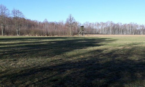 Zdjęcie POLSKA / Podlasie / Chojnowo / Wczesnym rankiem