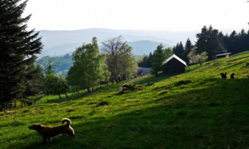 Zdjecie POLSKA / wojewdztwo maopolskie / Beskid Sdecki / na beskidzkim szlaku