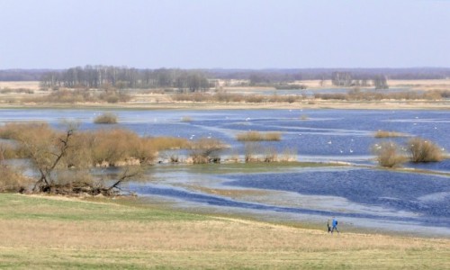 Zdjcie POLSKA / Podlasie / Burzyn / Wiosna nad Biebrz.