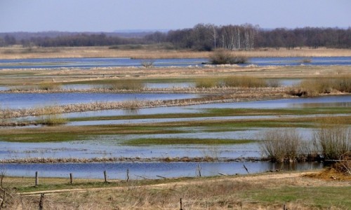 Zdjcie POLSKA / Podlasie / Szostaki / Wiosna nad Biebrz.