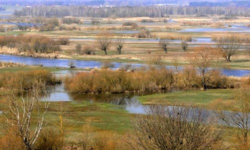 Zdjecie POLSKA / Podlasie / Gra Strkowa. / Wiosna w dolinie Narwi.