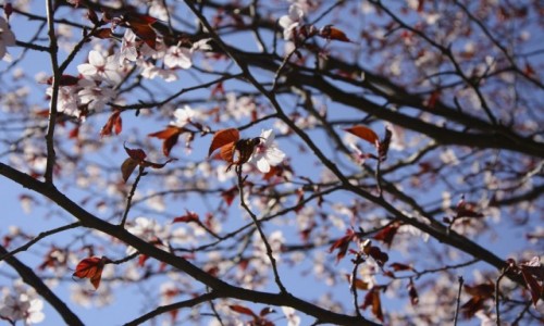 Zdjęcie POLSKA / mazowieckie / Powsin / sakura