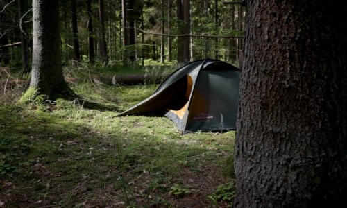 Zdjecie POLSKA / Puszcza Bia³owieska / Puszcza Bia³owieska / Puszcza Bia³owieska