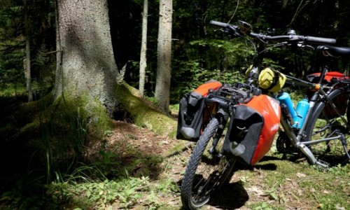 Zdjecie POLSKA / Puszcza Bia³owieska / Puszcza Bia³owieska / Puszcza Bia³owieska