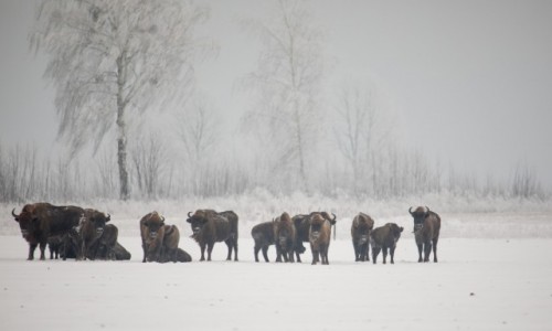 Zdjęcie POLSKA / Białowieża / Białowieża / zimowa puszcza