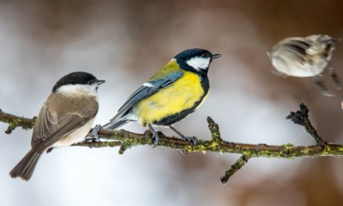 Zdjęcie POLSKA / Białowieża / Białowieża / zimowa puszcza