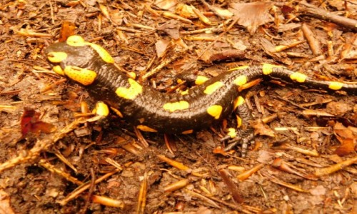 Zdjcie POLSKA / Beskid Makowski  / na szlaku / Salamandra  pod Lubomirem