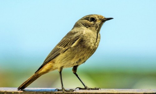 Zdjcie POLSKA / pomorze / balkon / kopciuszek zwyczajny