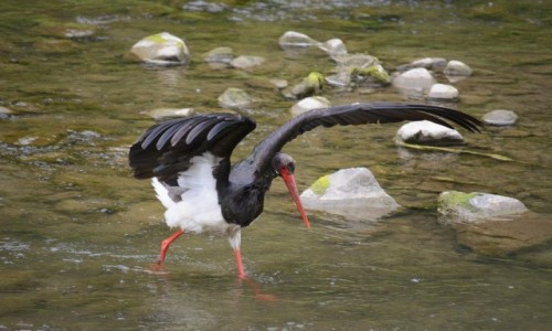 Zdjcie POLSKA / Pieniny / Potok Grajcarek (Szczawnica) / Ciconia Nigra - BOCIAN CZARNY
