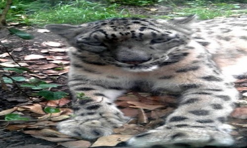 Zdj�cie POLSKA / opolskie / opolskie ZOO / Pantera �nie�na