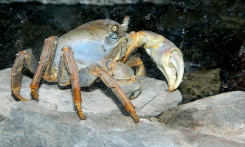 Zdj�cie POLSKA / opolskie / ZOO w Opolu / Krab niebieski