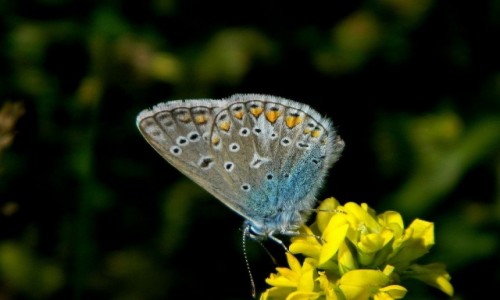 Zdjęcie POLSKA / dolnoślaskie / Lądek Zdrój / Modraszek