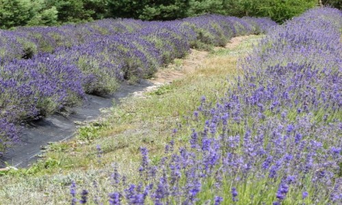 Zdjęcie POLSKA / Podlasie / Dworzysk / Podlaska Prowansja ;)