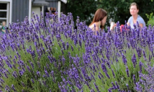 Zdjęcie POLSKA / Podlasie / Dworzysk / Podlaska Prowansja ;)