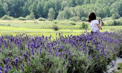 Zdjęcie POLSKA / Podlasie / Dworzysk / Podlaska Prowansja ;)