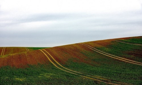 Zdjęcie POLSKA / opolskie / Kietrz / Pole