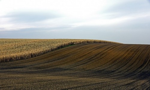 Zdjęcie POLSKA / opolskie / Kietrz / Pole