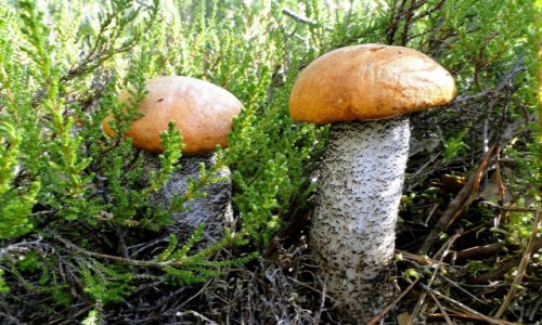 Zdjecie POLSKA / Podlasie / Puszcza Knyszyska / Lene pozdrowienia :)