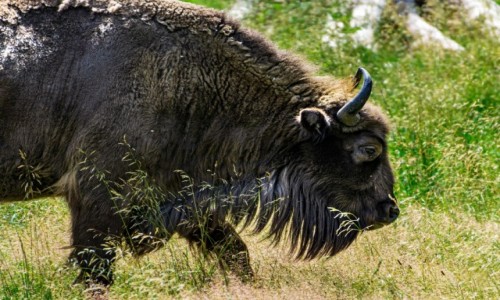 Zdjęcie POLSKA / Białowieża / Białowieża / Żubr