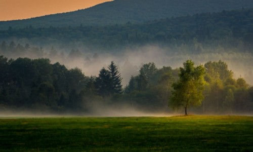 Zdjecie POLSKA / Bieszczady / Torfowisko Tarnawa / Samotne drzewko