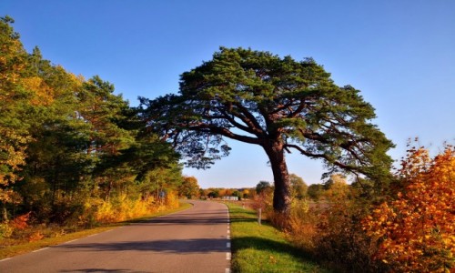 Zdjecie POLSKA / Podlasie / Mielnik / Rwnie kultowa
