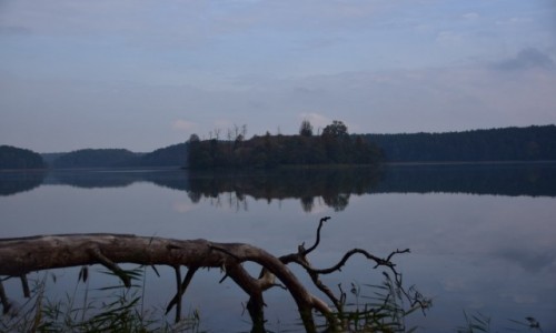 Zdj�cie POLSKA / Drawie�ski Park Narodowy / Jezioro Ostrowieckie / Zwalona sosna