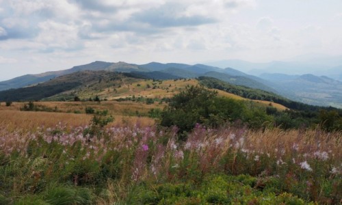 Zdjecie POLSKA / Bieszczady / na  szlaku : Woosate - Halicz -Tarnica- Woosate / niewysokie, ale urokliwe...