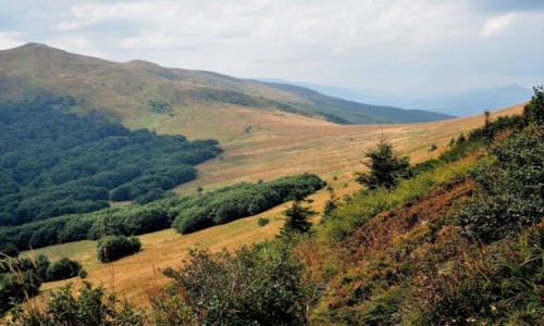 Zdjecie POLSKA / Bieszczady / na szlaku Woosate - Halicz - Tarnica - Woosate / w dole - zielone zagajniki...