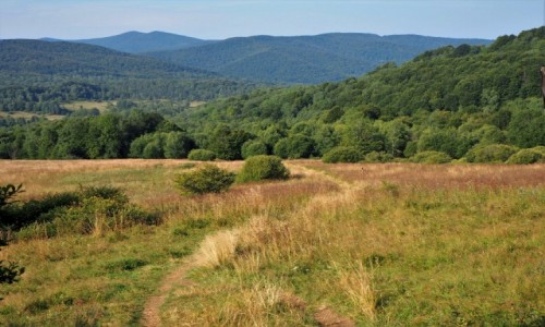 Zdjecie POLSKA / Bieszczady / Grna Wetlinka / u stp Wetliskiej...
