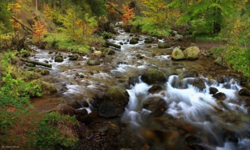 Zdjcie POLSKA / Zakopane / Tatrzaski Park Narodowy / Wzdu potoku