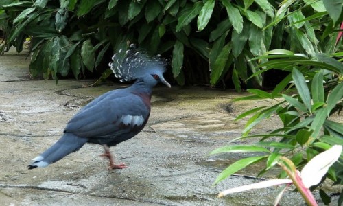 Zdjęcie POLSKA / opolskie / Opole w ZOO, palmiarnia / Koroniec plamoczuby