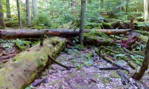 Zdjcie POLSKA / Roztocze / Zwierzyniec / Roztoczaski Park Narodowy
