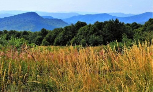 Zdjecie POLSKA / Bieszczady / szlak Woosate-Halicz-Tarnica / serce mona zgubi...