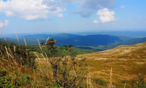 Zdjecie POLSKA / Bieszczady / szlak Grna Wetlinka - Chatka Puchatka - Osadzki Wierch  / dyskretny urok...