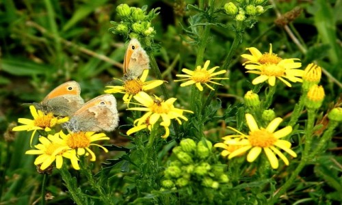 Zdjęcie POLSKA / małopolskie / Wytrzyszczka / Rodzina strzępotków na spacerku.