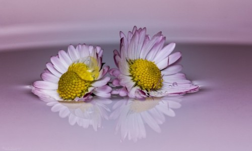 Zdjecie POLSKA / Śląsk / Jastrzębie Zdrój / Płatki