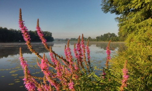 Zdjcie POLSKA / DOLINA KARPIA / Spytkowice / flora w starorzeczu Wisy 