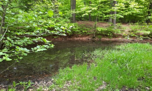 Zdjcie POLSKA / woj. lskie / Cysterski Park Krajobrazowy / Gbokie Doy