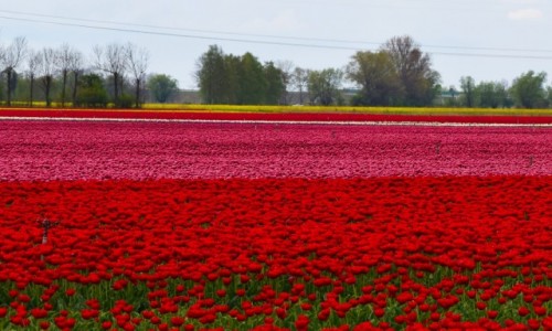 Zdjcie POLSKA / Pomorze / Trzcinisko / Maa Holandia